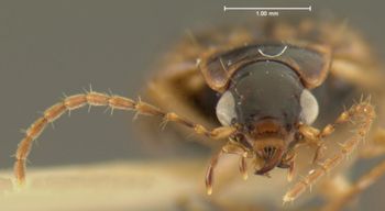 Media type: image;   Entomology 28662 Aspect: head frontal view